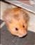 hamster96