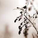 Linnea0001
