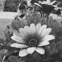 00eme05